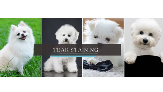 Tear Stain Causes and Solutions
